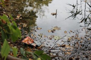 Insalata in busta con avviso sui rischi per la salute e contaminazioni alimentari.