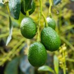 Un giardiniere mostra come piantare un seme di avocado in un vaso.