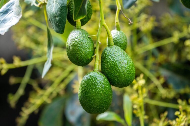 Come piantare un seme di avocado: ecco il metodo del giardiniere